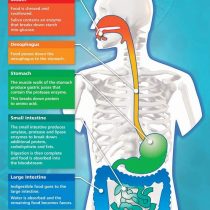 Digestion | Science Posters | Laminated Gloss Paper measuring 850mm x 594mm (A1) | Science Charts for the Classroom | Education Charts by Daydream Education