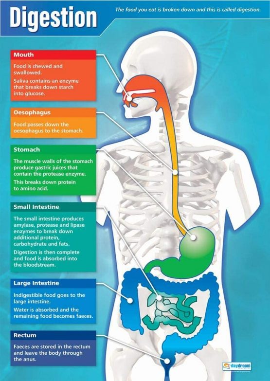 Digestion | Science Posters | Laminated Gloss Paper measuring 850mm x 594mm (A1) | Science Charts for the Classroom | Education Charts by Daydream Education