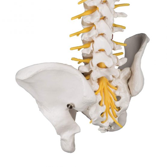 3B Scientific Deluxe Flexible Spine + free anatomy software - 3B Smart Anatomy - Image 4