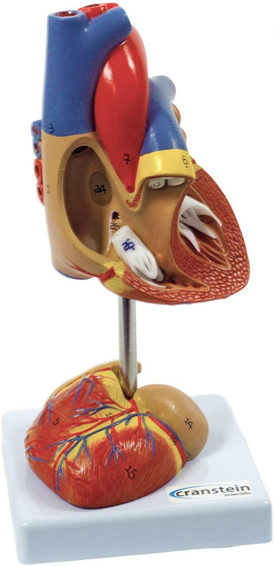 Cranstein A-427 Heart Model - Image 2
