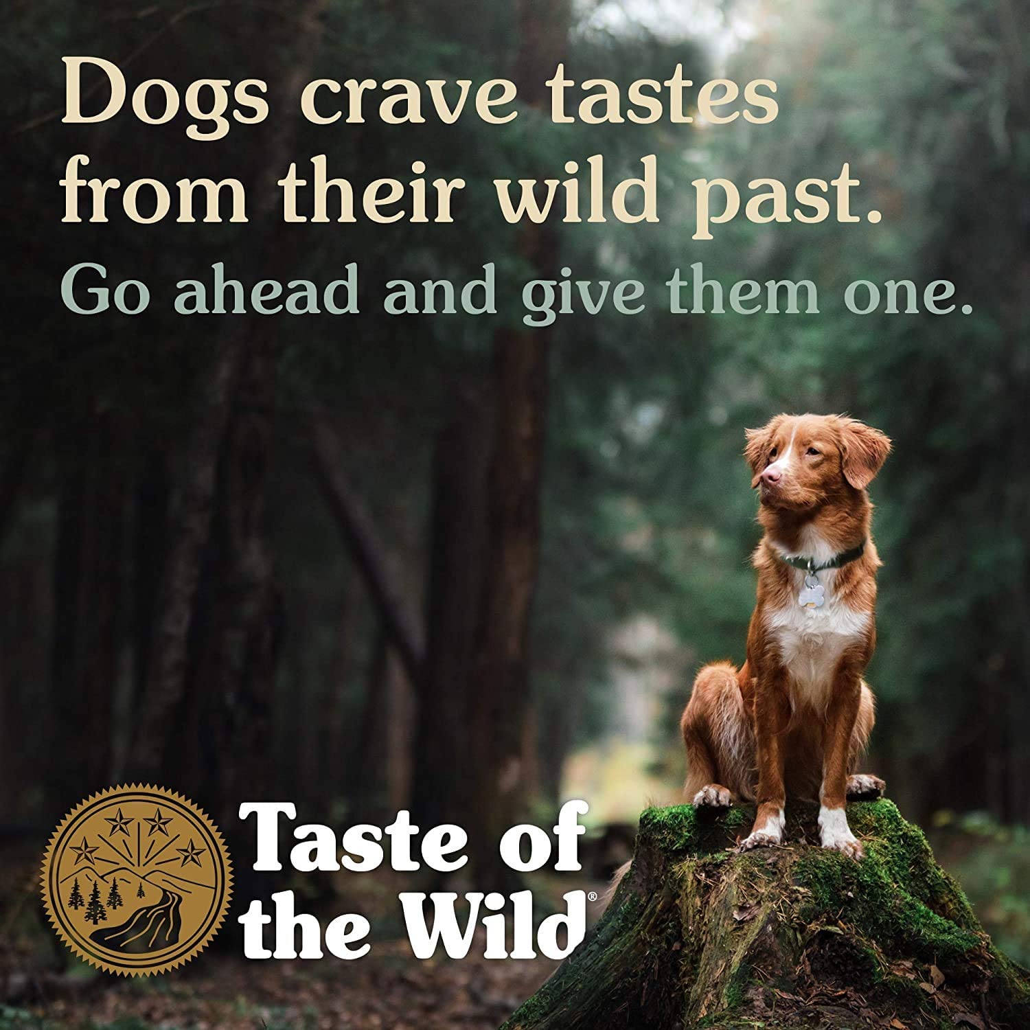 Taste of the Wild Southwest Canyon Grain-Free Dry Dog Food, 12.2 kg (Pack of 1), Wild Boar - Image 3