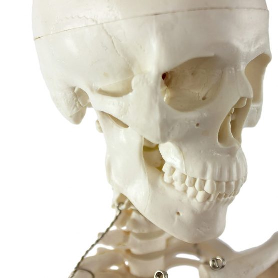 S24.1175 Mini Skeleton, 85 Centimeter - Image 3