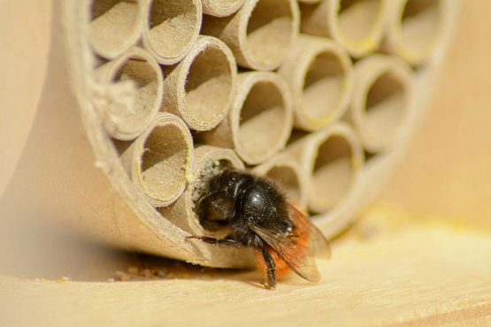 dobar 28450e Professional Insect Hotel for Wild Bees, Solid Nesting Aid with Paper Tube, 16 x 12.5 x 23 cm, Birch, Natural - Image 4