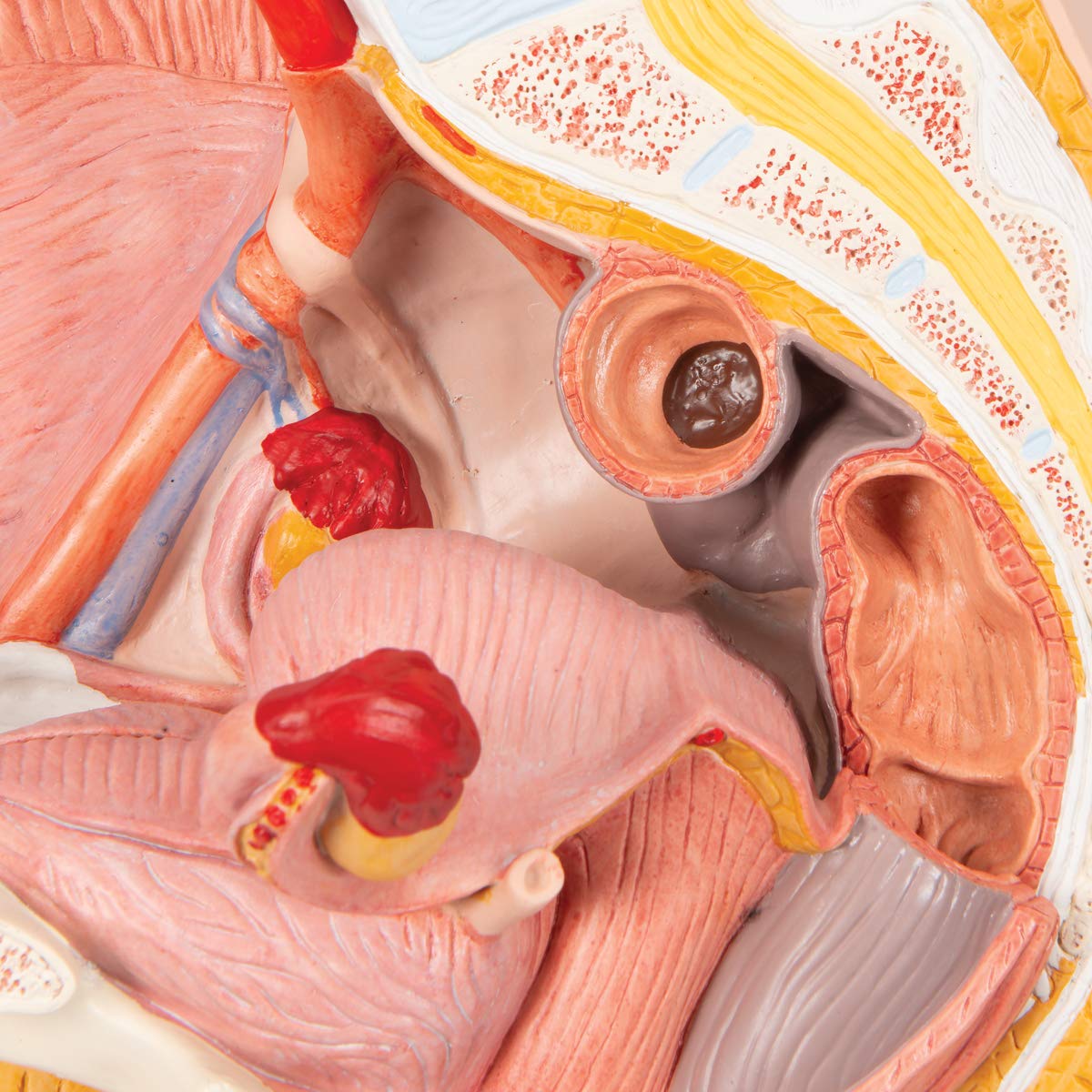 3B Scientific H10 Female Pelvis Model in Median Section, 2 Part + free anatomy software - 3B Smart Anatomy - Image 3