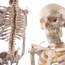 S24.1175 Mini Skeleton, 85 Centimeter