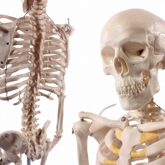 S24.1175 Mini Skeleton, 85 Centimeter