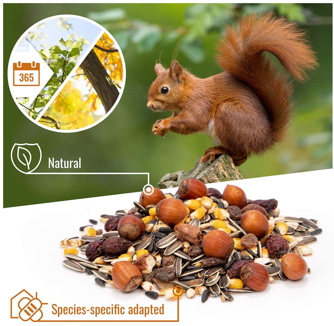 [1Kg] Squirrel Food Mix for Red Squirrels I Squirrel Feed with ...