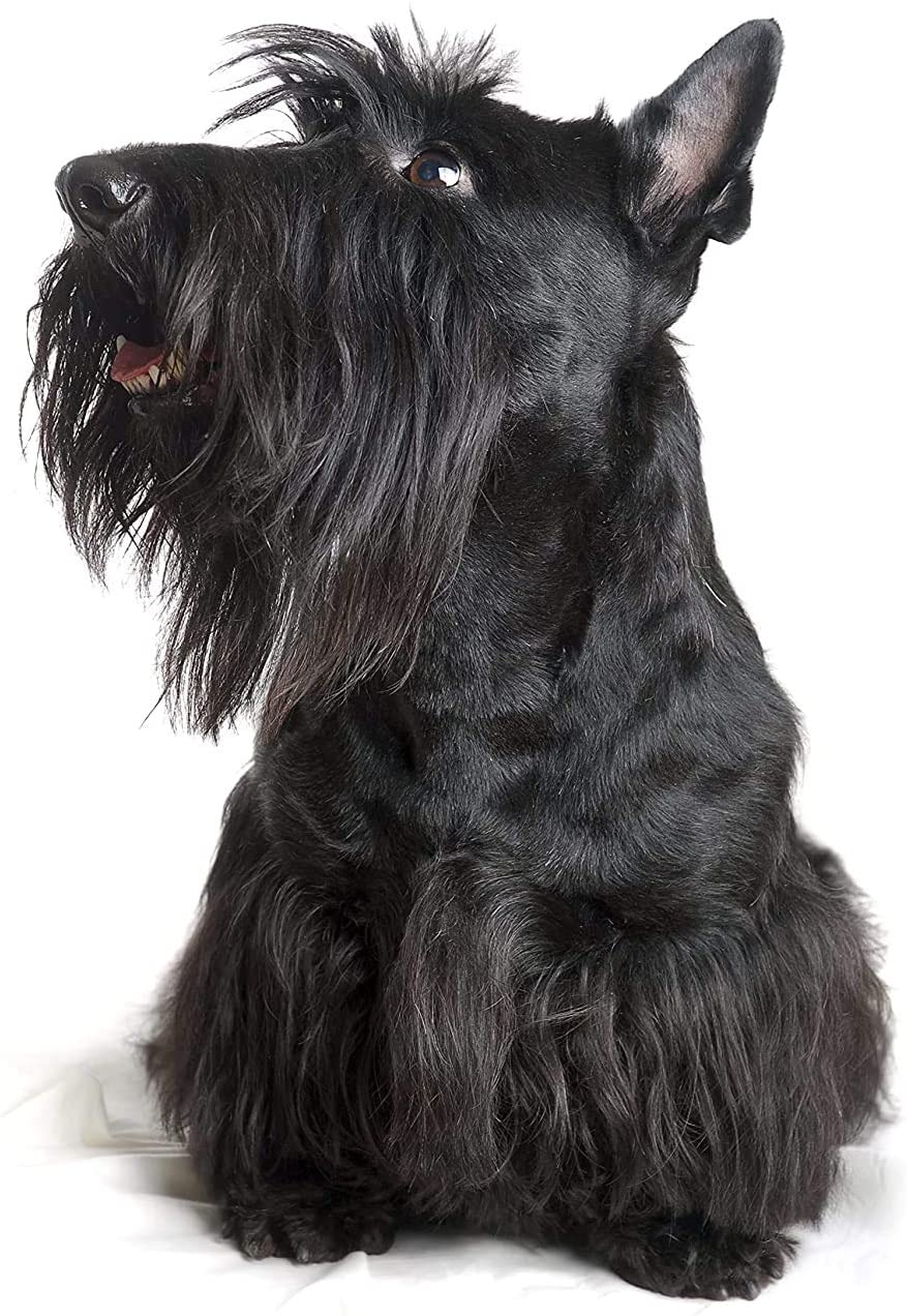 Wahl Deep Black Animal Shampoo 5L, Vegan 15:1 Concentrated Formula for Enhancing Dark Coats Improving Coat Appearance - Image 2