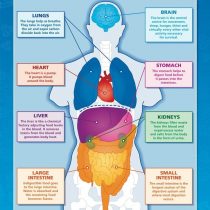 Body Organs | Science Posters | Laminated Gloss Paper measuring 850mm x 594mm (A1) | Science Charts for the Classroom | Education Charts by Daydream Education
