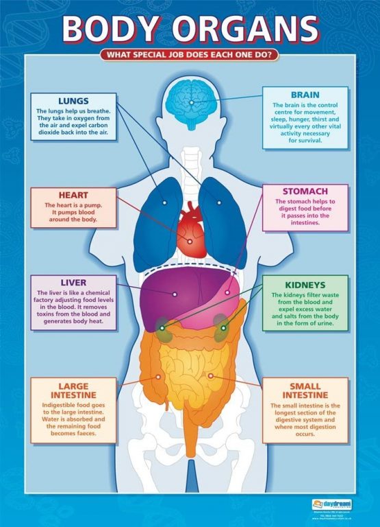 Body Organs | Science Posters | Laminated Gloss Paper measuring 850mm x 594mm (A1) | Science Charts for the Classroom | Education Charts by Daydream Education