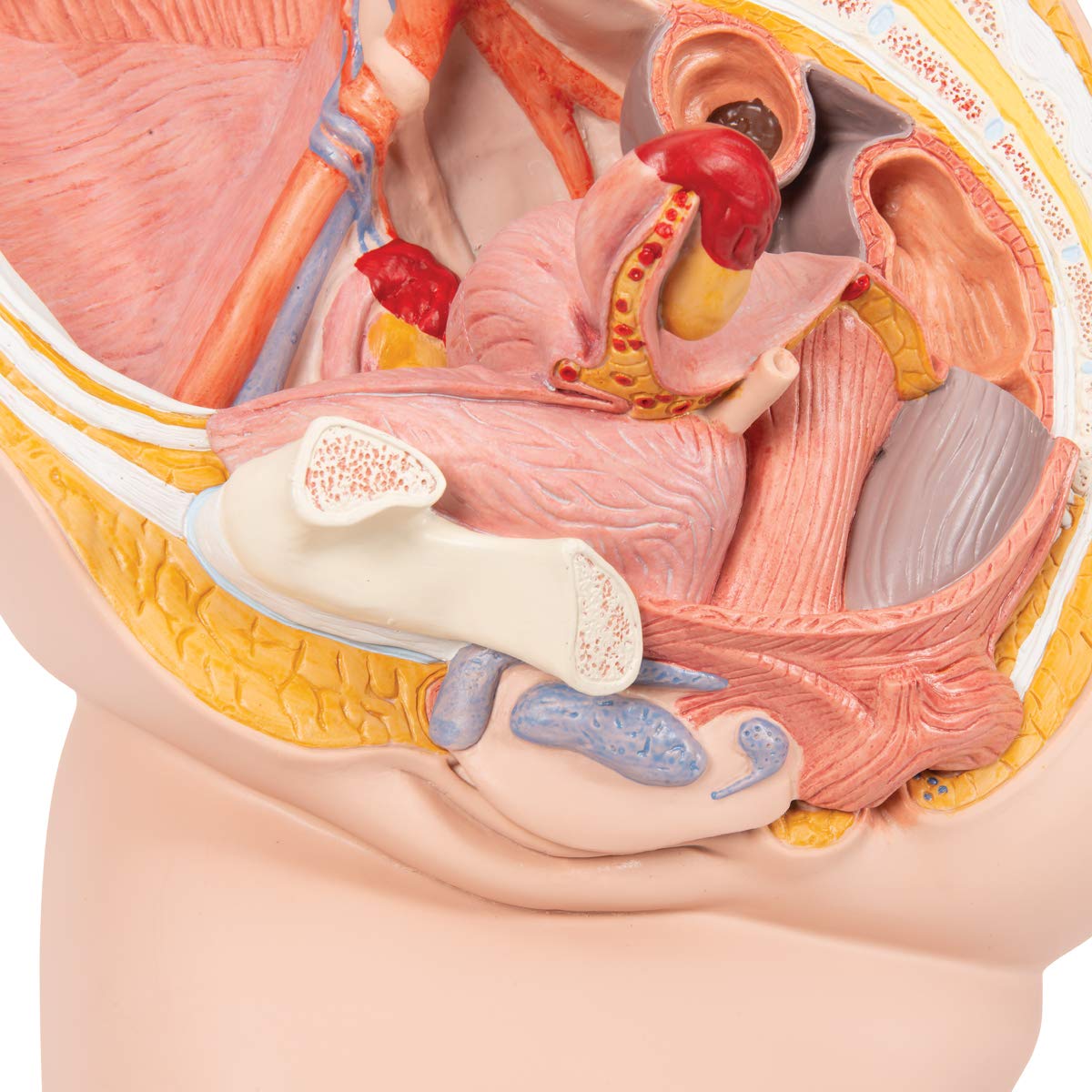 3B Scientific H10 Female Pelvis Model in Median Section, 2 Part + free anatomy software - 3B Smart Anatomy - Image 4