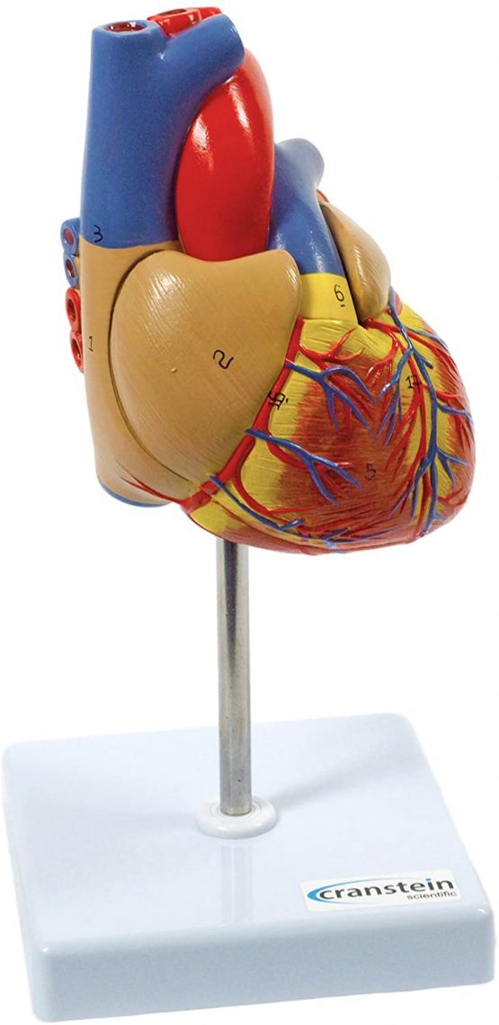 Cranstein A-427 Heart Model