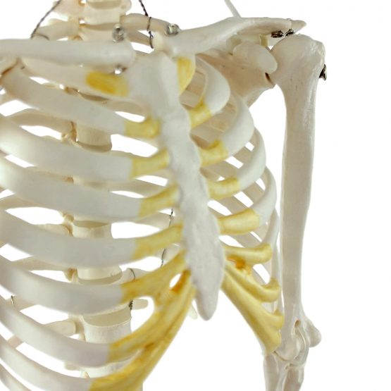 S24.1175 Mini Skeleton, 85 Centimeter - Image 4
