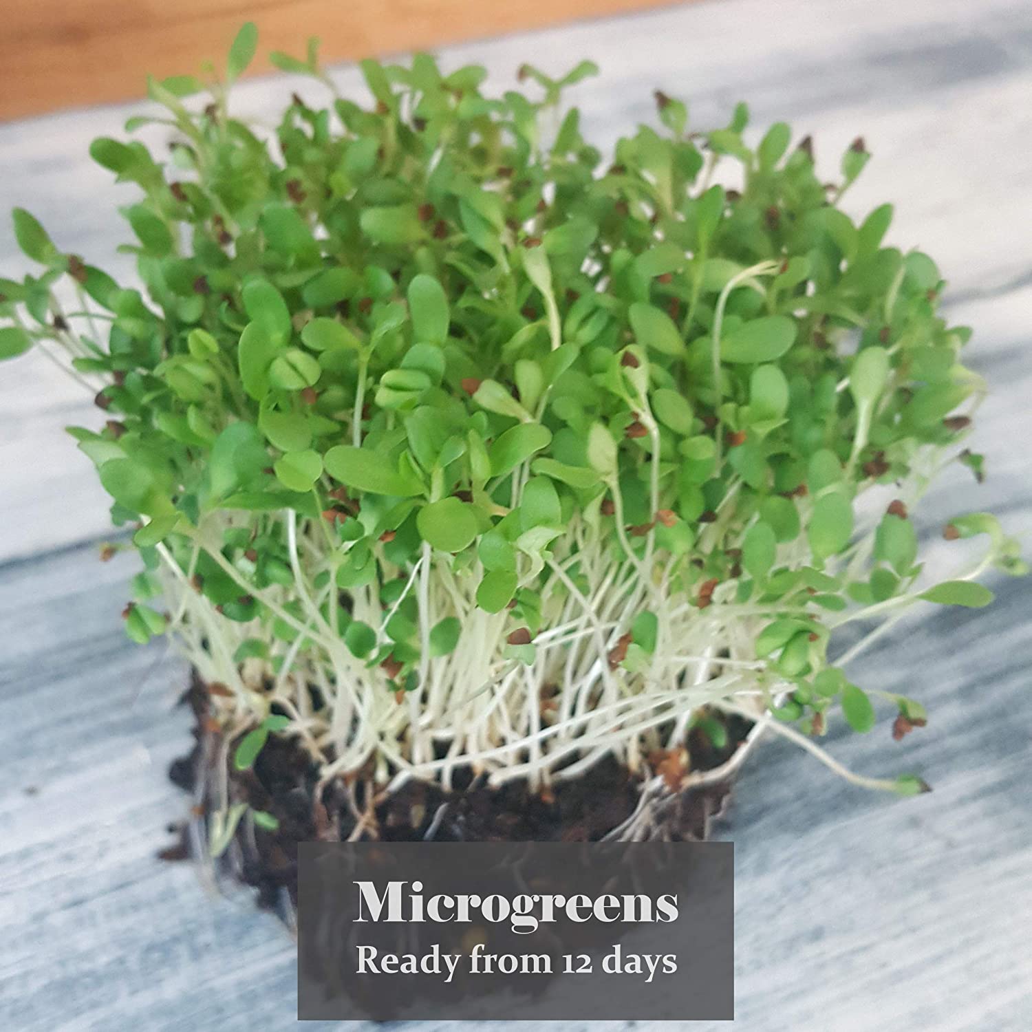 Verdant Republic Organic Alfalfa Sprouting Seeds 250g, Brown - Image 4