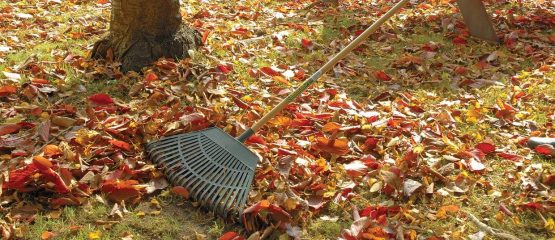 Draper 31069 Head Plastic Leaf Rake, 550mm - Image 2