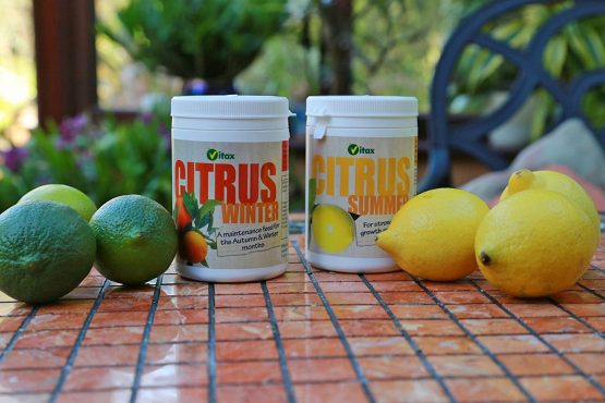 Vitax Ltd Citrus Feed for Summer Soluble Plant - Image 2
