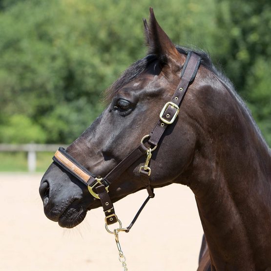 KIEFFER Nylon stable halter - Image 2