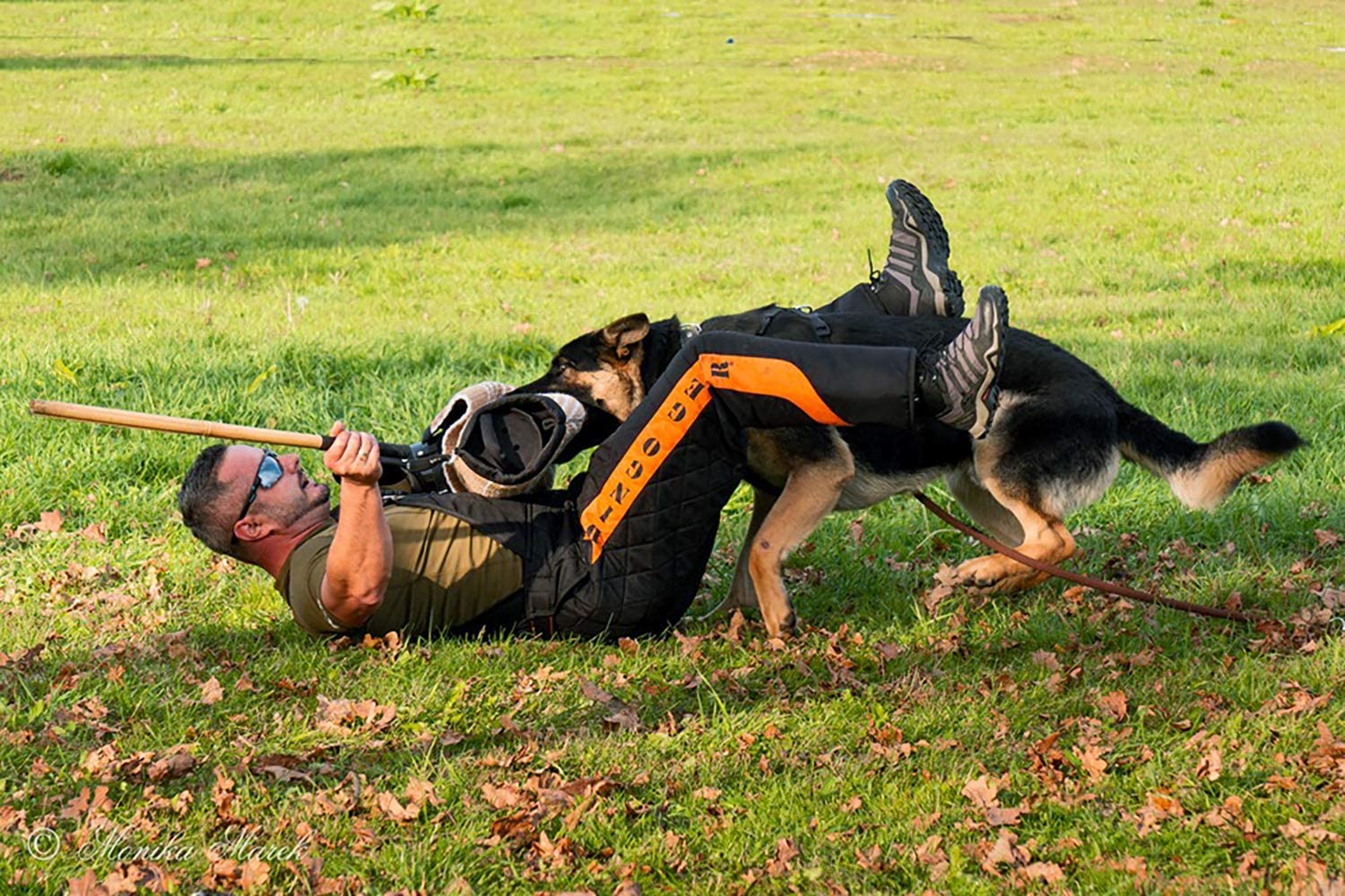 Dingo Gear Dog Training Suit for IGP Sports Agitation Decoy Size M Orange S01038 - Image 2
