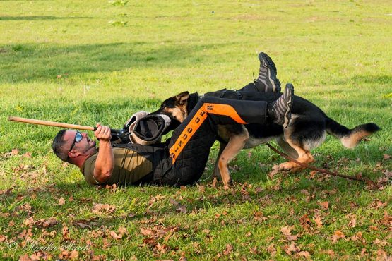 Dingo Gear Dog Training Suit for IGP Sports Agitation Decoy Size XL Lime S01036 - Image 3