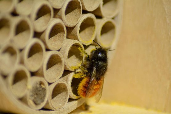 dobar 28450e Professional Insect Hotel for Wild Bees, Solid Nesting Aid with Paper Tube, 16 x 12.5 x 23 cm, Birch, Natural - Image 3