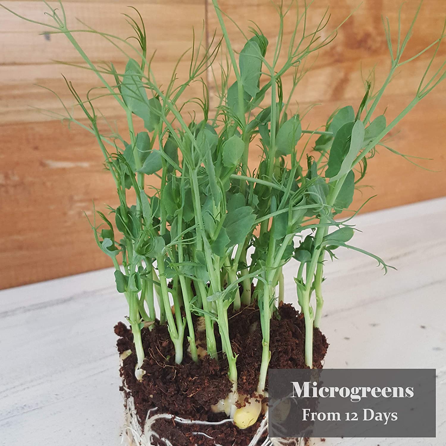 Verdant Republic Organic Pea Shoots Sprouting Microgreen Seeds 1kg, Natural - Image 3