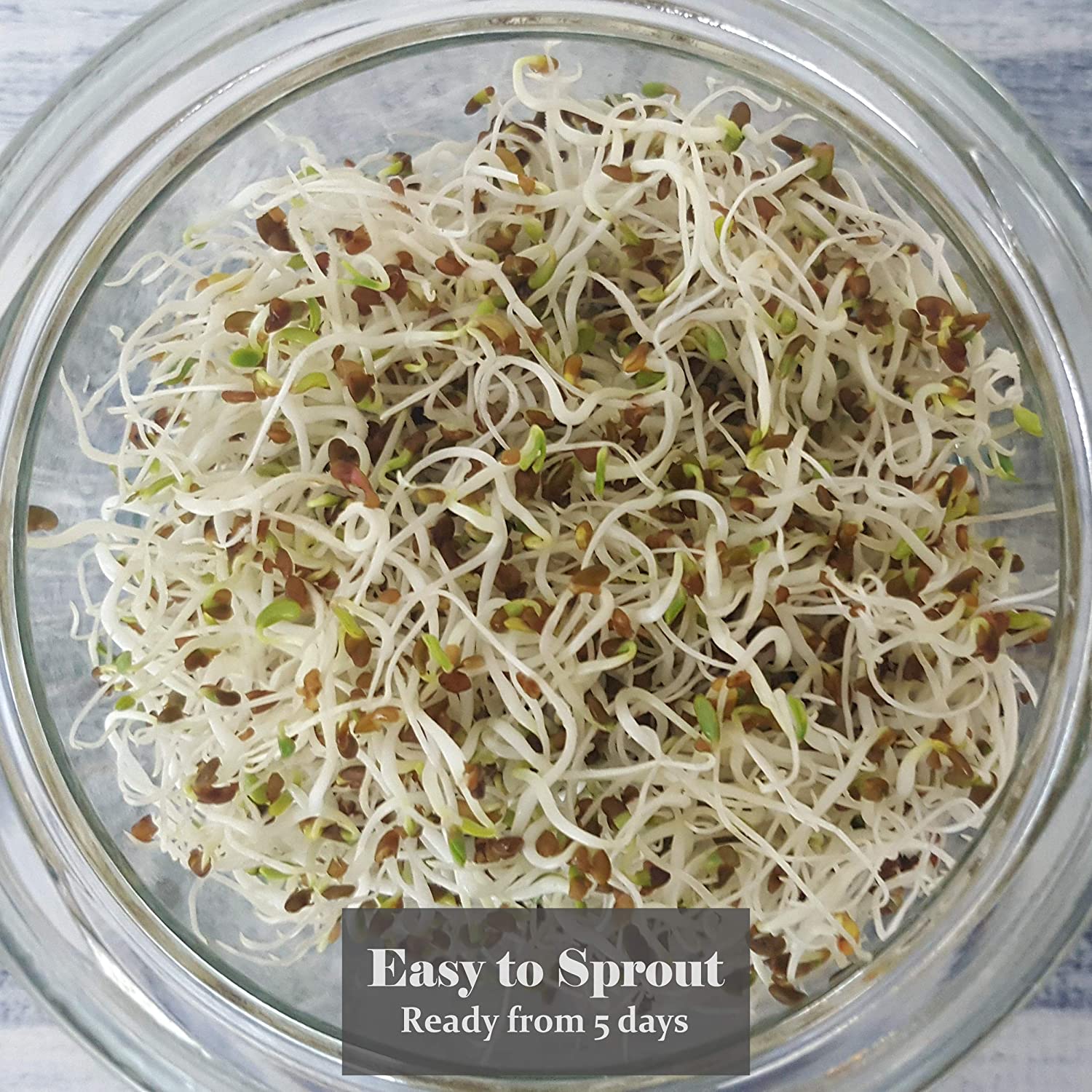 Verdant Republic Organic Alfalfa Sprouting Seeds 250g, Brown - Image 3