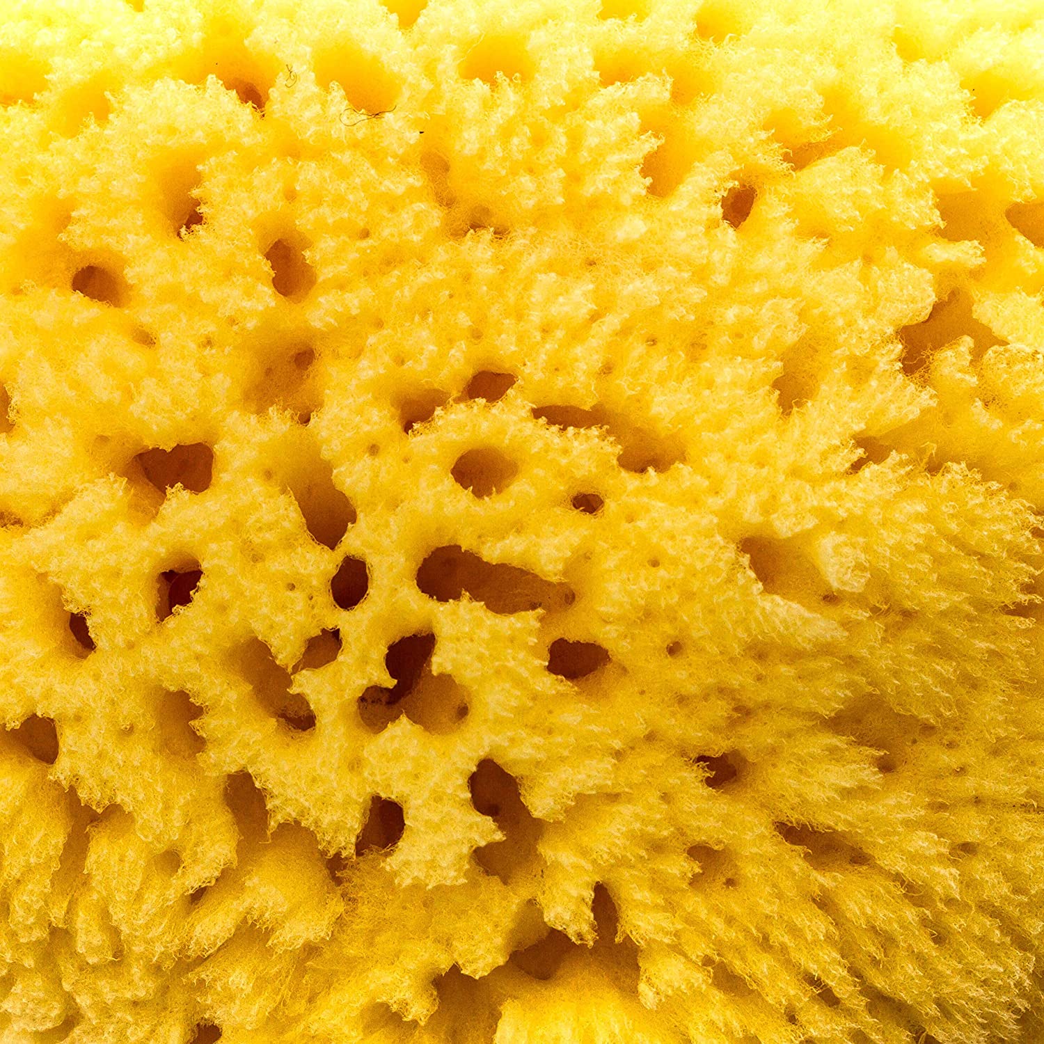 Natural sponge Zephyr® Bath & Shower Sea Sponge for body (5 5,5
