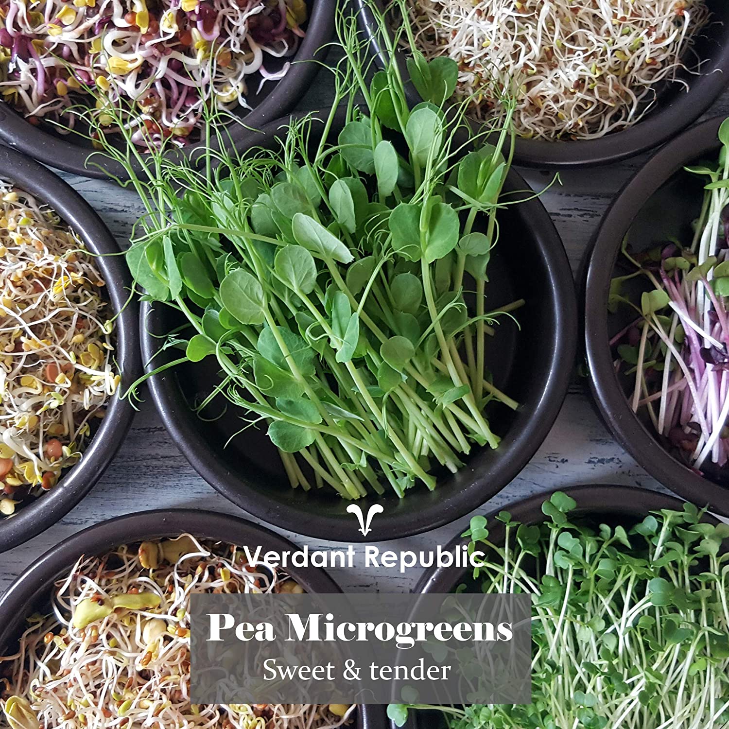 Verdant Republic Organic Pea Shoots Sprouting Microgreen Seeds 1kg, Natural - Image 4