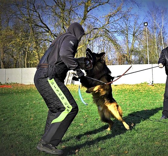 Dingo Gear Dog Training Suit for IGP Sports Agitation Decoy Size XL Lime S01036 - Image 2